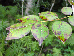 Fraxinus caroliniana
