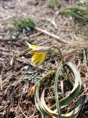Tulipa uniflora