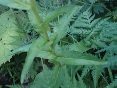 Crepis pyrenaica