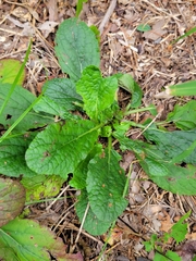 Salvia lyrata