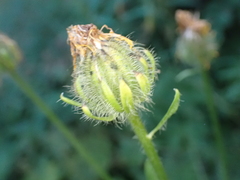 Crepis pyrenaica