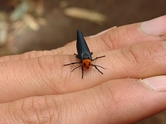 Gnamptonychia