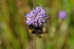 Bombus pratorum