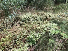 Aegopodium podagraria