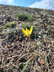 Tulipa uniflora