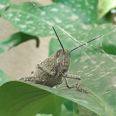 Anacridium aegyptium