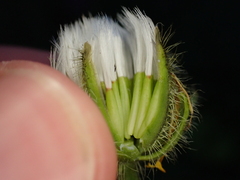 Crepis pyrenaica