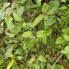 Stachytarpheta jamaicensis