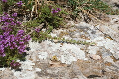 Thymus tauricus
