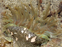 Bunodosoma cavernatum