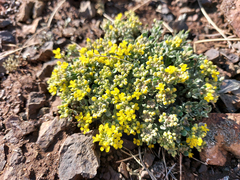 Odontarrhena obovata