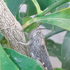 Anacridium aegyptium