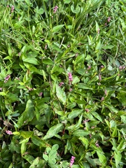 Persicaria bicornis