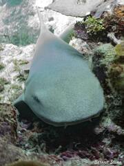 Ginglymostoma cirratum