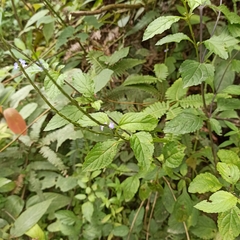 Stachytarpheta jamaicensis