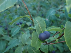 Lonicera nigra