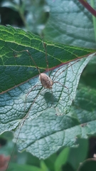 Opilio canestrinii