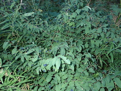 Lonicera nigra