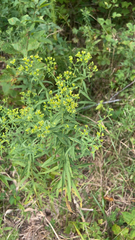 Euthamia graminifolia