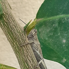 Anacridium aegyptium