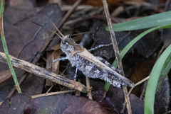 Psinidia fenestralis