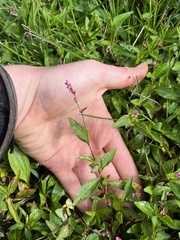 Persicaria bicornis