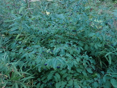 Lonicera nigra