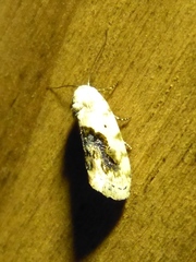 Ponometia erastrioides