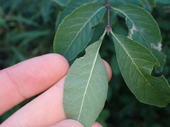 Lonicera nigra