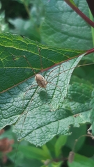 Opilio canestrinii