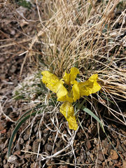 Iris potaninii