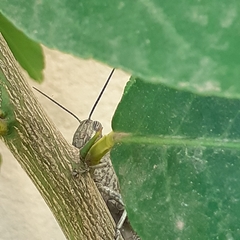 Anacridium aegyptium