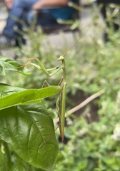 Mantis religiosa