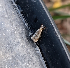 Microcrambus elegans