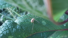 Opilio canestrinii