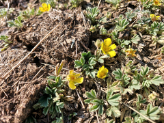 Potentilla acaulis