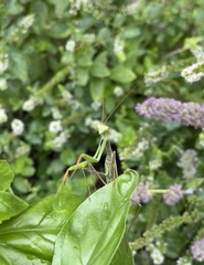 Mantis religiosa