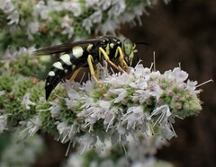 Bicyrtes quadrifasciatus