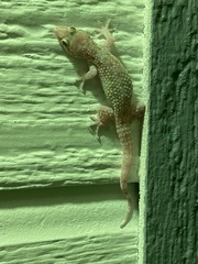 Hemidactylus turcicus