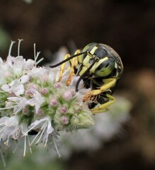 Bicyrtes quadrifasciatus