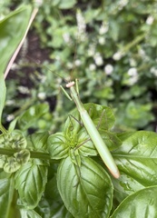 Mantis religiosa
