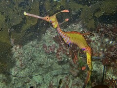 Phyllopteryx taeniolatus