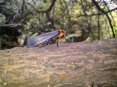 Gnamptonychia