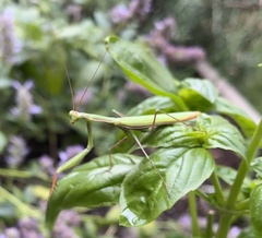 Mantis religiosa