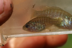 Lepomis cyanellus