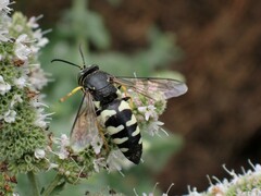 Bicyrtes quadrifasciatus