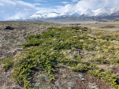 Juniperus pseudosabina