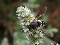 Bicyrtes quadrifasciatus
