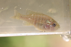 Lepomis cyanellus