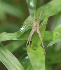 Pisaurina mira